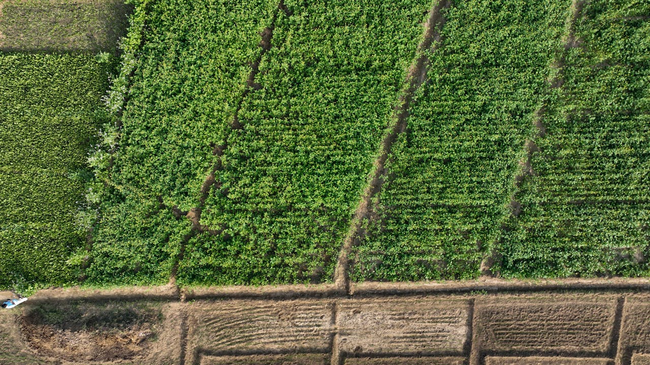 The Art of Drawing Readers In: Your attractive post title goes here Aerial shot of vibrant green agricultural fields segmented by paths.